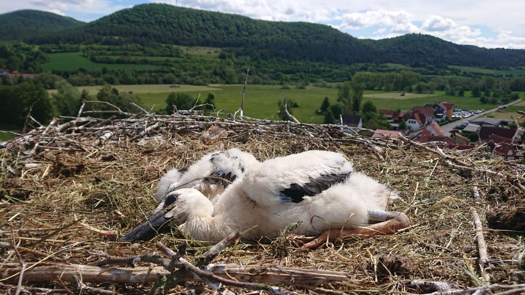 Storchennachwuchs Storchennachwuchs