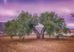 olivenbaum | Foto: Foto von Enrique auf Pixabay
